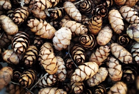 Pine Cones - Pine Cones, textures, Pine Cone, nature, brown, texture