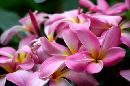 Plumeria for Dear Friend A-A - naure, pink, flowers, pink plumeria, plumeria, flower