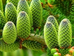 Pine Cones