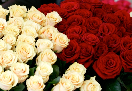 Roses - roses, red flowers, rose, white roses, nature, white, white rose, red, red flower, flowers, red roses, red rose, flower