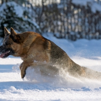 Pleasure in snow