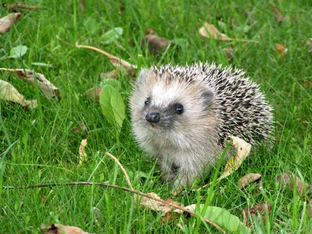 Sweet hedgehog - Cute, Sweet, animal, nature, hedgehog, grass