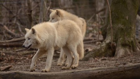 white wolves - black, quotes, wolf, white, howling wolf, abstract, grey, animal, arctic, canis lupus