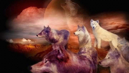 wolf migration - black, wolf migration, quotes, wolf, white, howling wolf, abstract, grey, animal, canis lupus, arctic