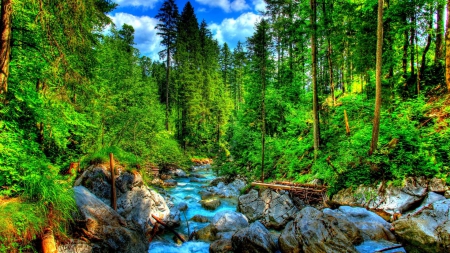 lovely forest creek hdr - branches, sky, forest, hdr, rocks, creek