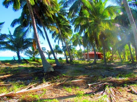 Porto de Galinhas,Pernambuco,Brazil - sky, beach, sun, brazil, coconut, nature, pernambuco, cloud, porto de galinhas