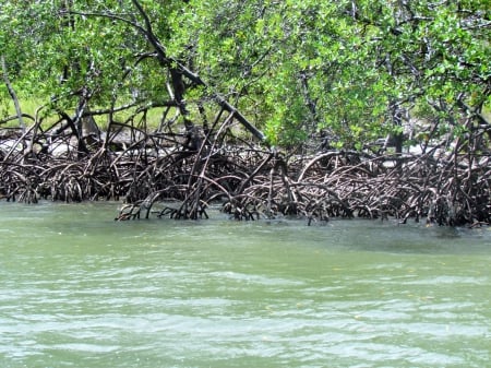 Maragogi, Pernambuco,Brazil - forest, Pernambuco, nature, Brazi