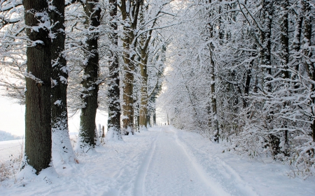 Going The Way - trunk, trees, winter, snow, morning, forest, path, nature, cold, bunch, country