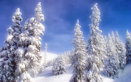 Winter White - forest, winter, living, country, shadow, blue, white, sky, group, trees, nature, snow, cold