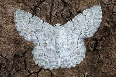 Duster Moth from the African Congo - congo, tree bark, moth, duster