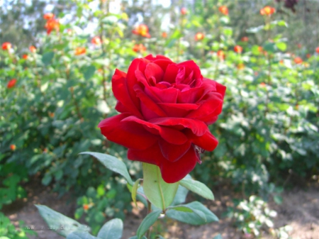 Red rose - Rose, Garden, Nature, Flowers