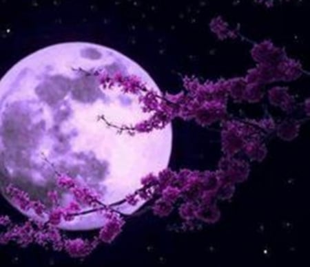 purple moon - moon, nature, purple, photography