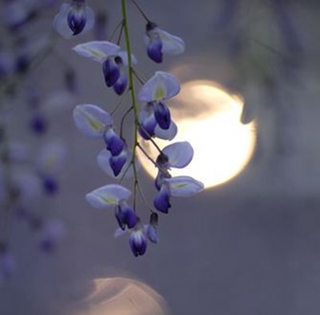 art moon - nature, collages, moon, abstract, photography, flowers