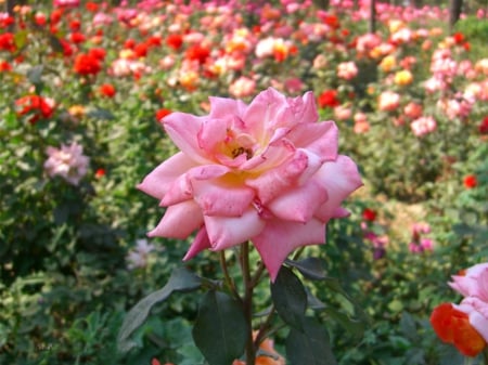 Pink - Garden, Pink, Flower, Nature