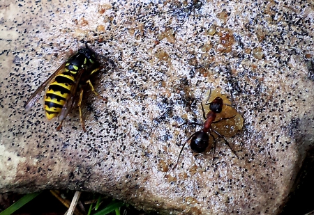 Dinner for two. - macro, nature, animals, others