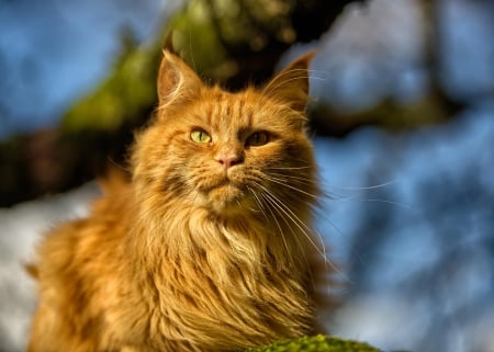 Cat - paws, face, pretty, cute, animals, beauty, beautiful, sweet, cat, sleeping, kitty, cats, kitten, hat, lovely, cat face