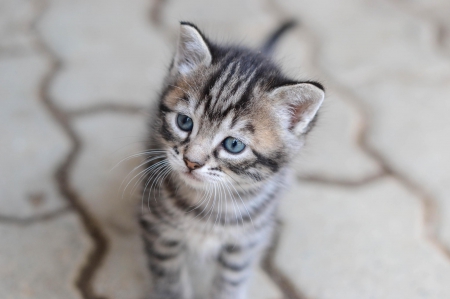 Cat - paws, face, pretty, cute, animals, beauty, beautiful, sweet, cat, sleeping, kitty, cats, kitten, hat, lovely, cat face