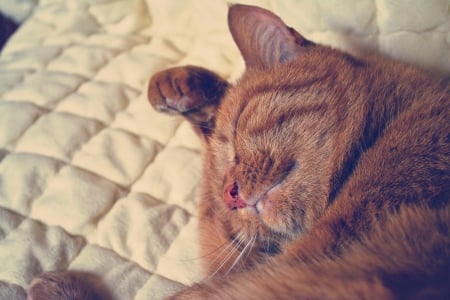 Cat - paws, face, pretty, cute, animals, beauty, beautiful, sweet, cat, sleeping, kitty, cats, kitten, hat, lovely, cat face