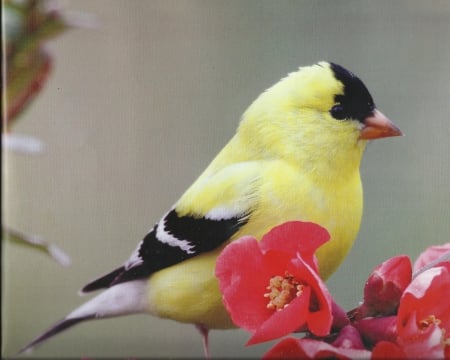 American goldfinch - pretty, bird, feathers, nature