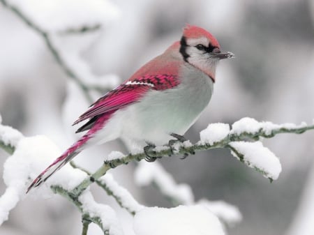 Bird in snow - animals, cardinal, bird, snow