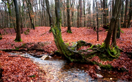 Day at the forest - nature, forest, trees, river