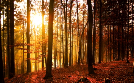 Forest - nature, sunshine, forest, trees