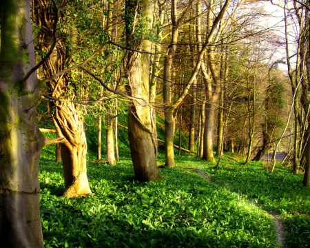 Day at the forest - nature, forest, grass, trees