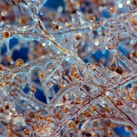 Frozen branches