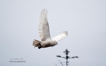 Snowy owl - wildlife, predatory birds, wallpaper, animals, flying, owl, snow owl, wild, predators, nature, birds