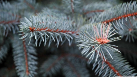 â—‹Pine branchâ—‹ - wallpaper, leaves, abstract, hd, photography, leaf, tree, macro, nature, branch