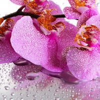 Lovely orchids