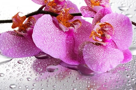 Lovely orchids - orchids, pretty, pink, beautiful, wet, flowers, lovely, drops