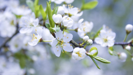 White blossoms - nature, fun, cool, flowers, white blossoms