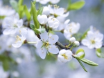 White blossoms