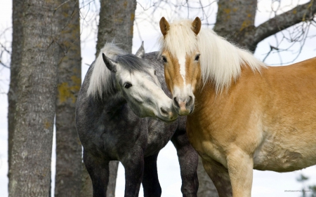 Do you love me ? - nature, two horses, love, horse, animals