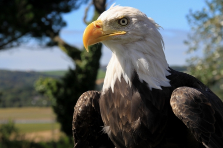 Bald Eagle - wilderness, eyes, looking, raptor, head