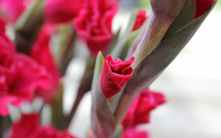 Gladiolus - gladiolus, nature, flowers, flower