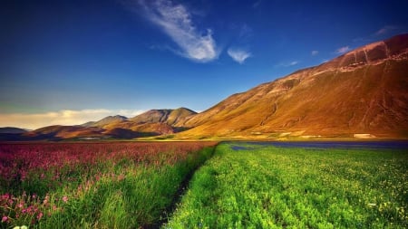 wonderful floral fields - flowers, sky, mountains, fields