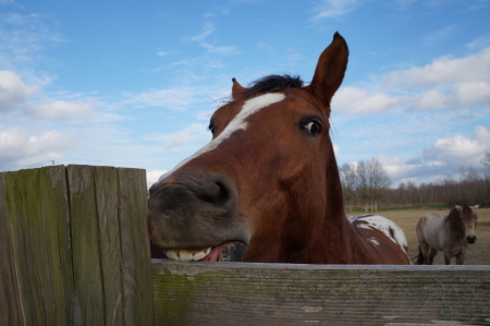 Gators Big Teeth Bite Fence - horses, cute, teeth, sweet, animals