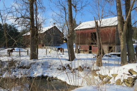 Frosty Country Morning on the Farm - farm, trees, water, winter, creek, nature, horse, snow, animal, barn