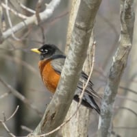 Out on a Limb and Looking for Spring