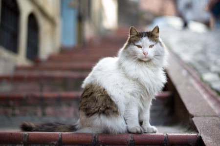 Cat - sleeping, beauty, cat face, hat, cat, animals, kitty, lovely, kitten, paws, face, pretty, cats, beautiful, sweet, cute