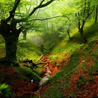 Forest beauty