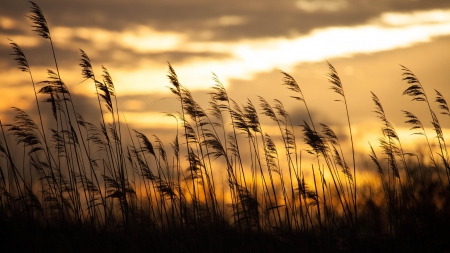 Sunset - clouds, sunset, nature, beautiful, splendor, beauty, grass, sky