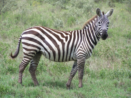 East African Zebra - game reserve, Zebra, kenya, Nairobi National park