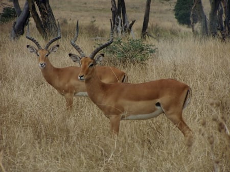 Impalla - game reserve, Kanya, Impalla, Nairobi National park