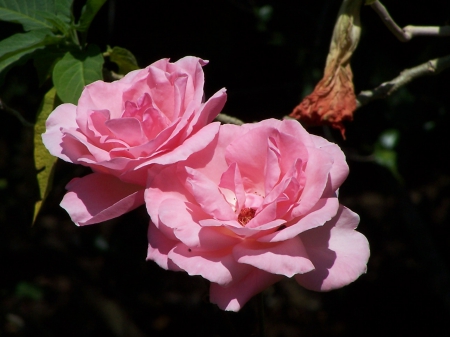 Rose - Rose, Nairobi, kenya, garden