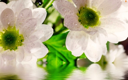 white Flowers - flowers, white, water, nature