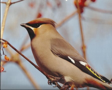 Bohemian waxwing - pretty, feathers, cardinal, bird