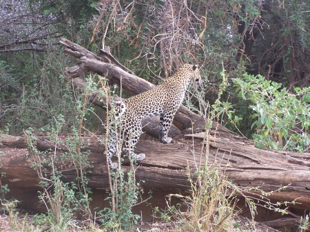 Leopard - Kenya, Geme reserve, Samburu Game reserve, Leopard